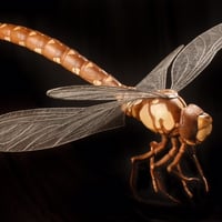 Alexander Jones sculpture 