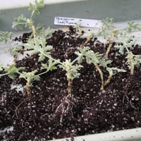 Propagation rooted cuttings by Sally Gregson, gardening tutor at West Dean College
