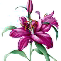 Sandrine Maugy: Lilly 