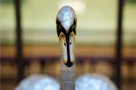 The Silver Swan