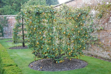 Goblet pear trees at West Dean Gardens West Sussex