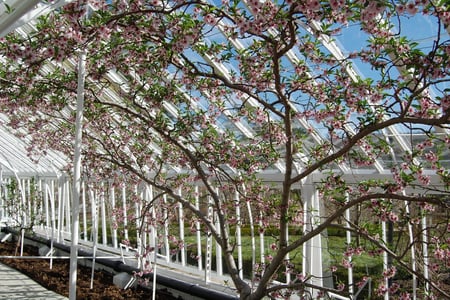 Spring Blossom at West Dean Gardens West Sussex