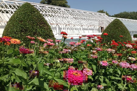 Zinnas in the West Dean Gardens Cutting Garden