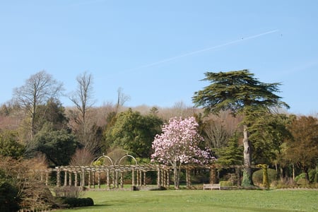 Magnolia sprengeri at West Dean Gardens West Sussex