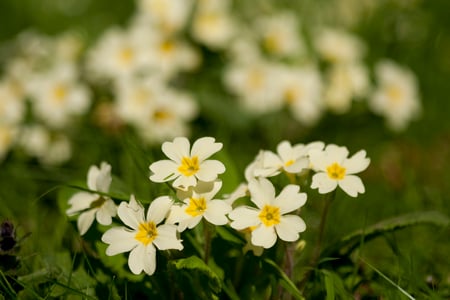 Yellow Primroses at West Dean Gardens