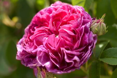 Pink Rose in June at West Dean Gardens