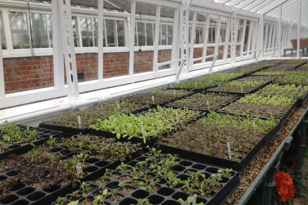 Glasshouse of salad leaves at West Dean Gardens