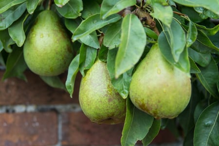 Ripe pears at West Dean Gardens