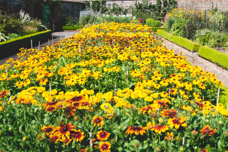 West Dean Gardens in August