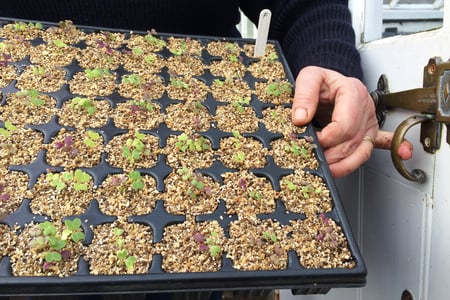 Victorian glasshouse door latch at West Dean Gardens