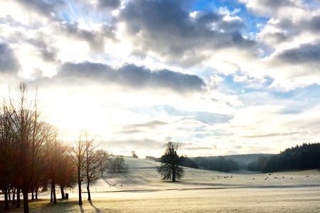 A frosty view of the arboretum at West Dean Gardens