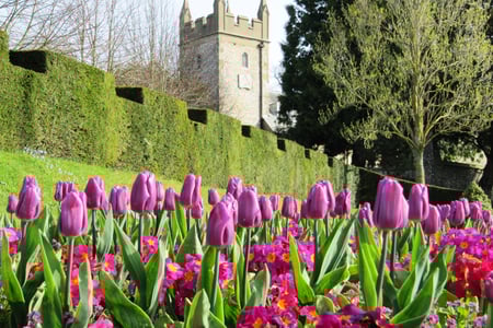 Tulip display at West Dean Gardens