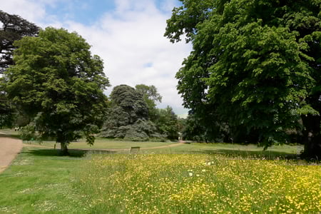 Wildflowers in West Dean Gardens