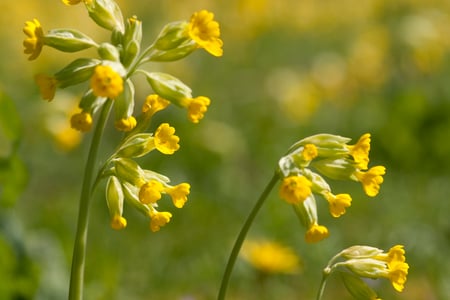 Cowslips at West Dean Gardens, West Sussex