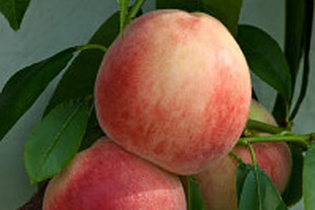 Peaches at West Dean
