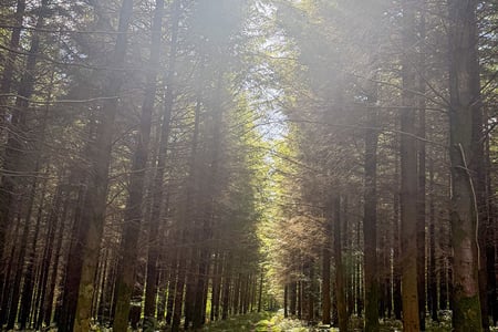 West_Dean_Woods