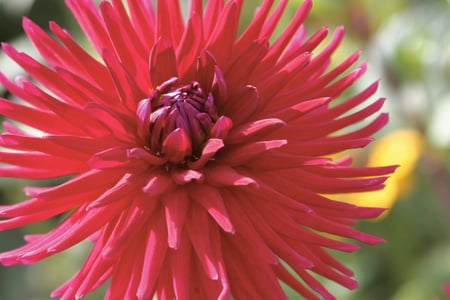 Summer Flowers at West Dean Gardens West Sussex