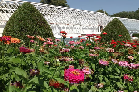 Zinnas in the West Dean Gardens Cutting Garden