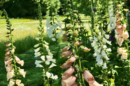 Foxgloves at West Dean Gardens