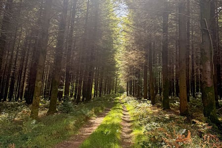 West_Dean_Woods