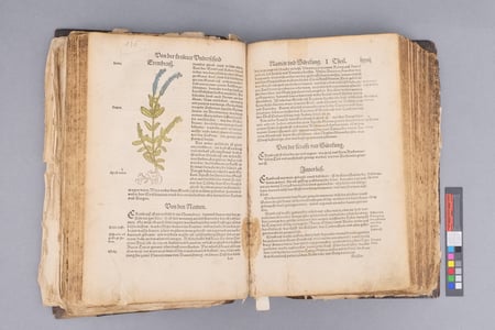 Kreuterbuch book conservation