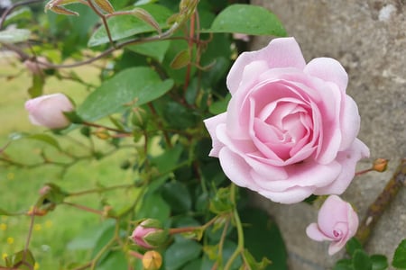 Roses in bloom along the pergola