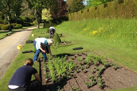 Gardeners Planting at West Dean Gardens West Sussex