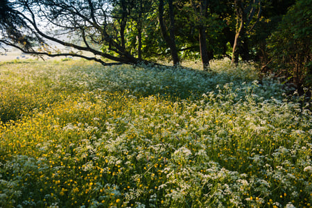 Wild Flowers at West Dean Gardens, West Sussex