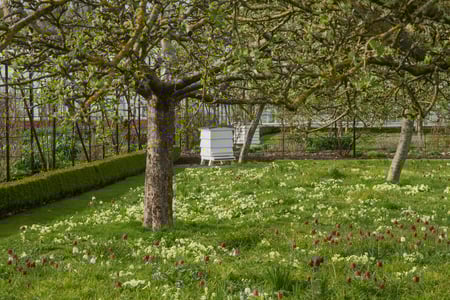 Fritillaries in the Walled Garden at West Dean, West Sussex