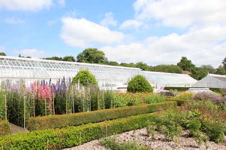 Larkspur in the cutting garden at West Dean