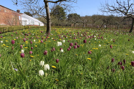 Fritillaries at West Dean Gardens