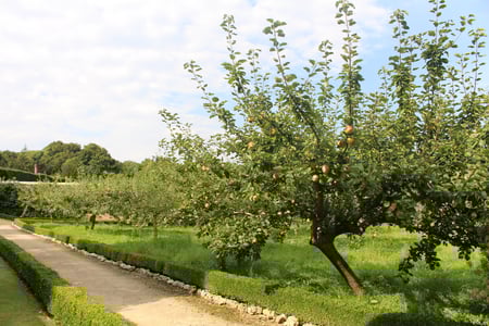 Apples ready for harvest on the trees in the orchard at West Dean Gardens