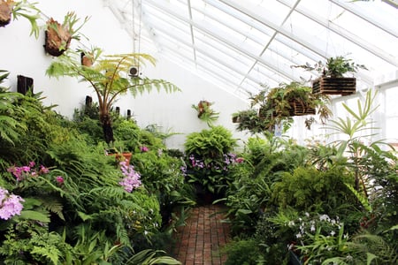 The Fern Glasshouse at West Dean Gardens