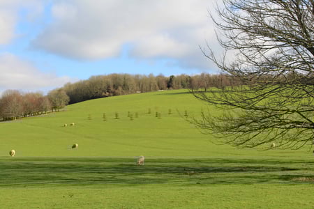 New trees in the parkland