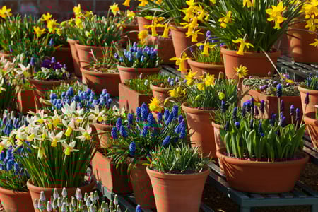 Spring Bulbs at West Dean Gardens