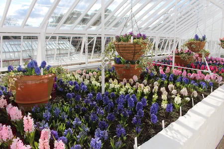 Hyacinths in glasshouse at West Dean Gardens