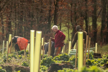 planting on west dean estate