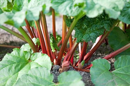 Rhubarb Grown at West Dean Gardens West Sussex