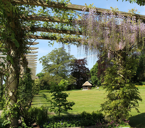 West Dean Gardens Wisteria in May Bloom