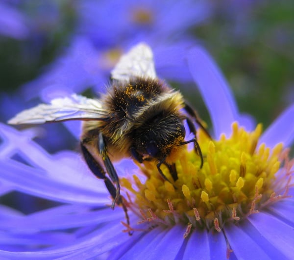 Pollinator Quest at West Dean Gardens May Half Term Activities