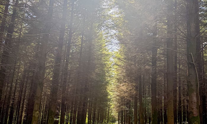 West_Dean_Woods