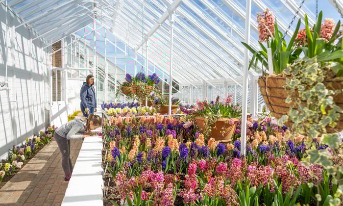 Visitors admiring the hyacinths in the glasshouses