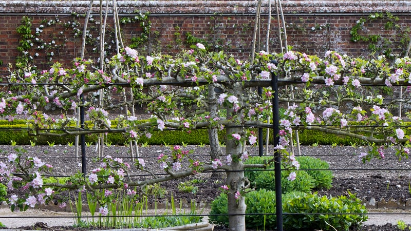 Espalier crop in the Kitchen Garden at West Dean