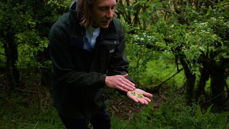 Foraging_Walk_West_Dean_Event