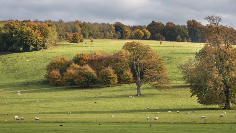 Autumn trees and sheep in November at West Dean Gardens