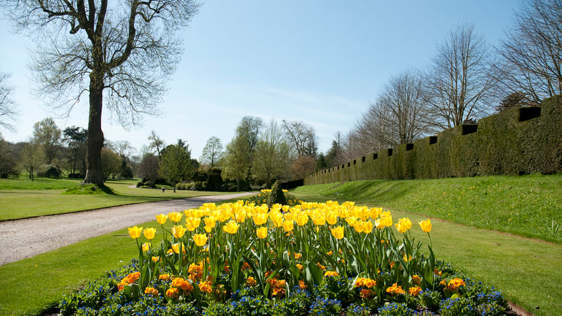 Beautiful yellow tulips at West Dean Gardens