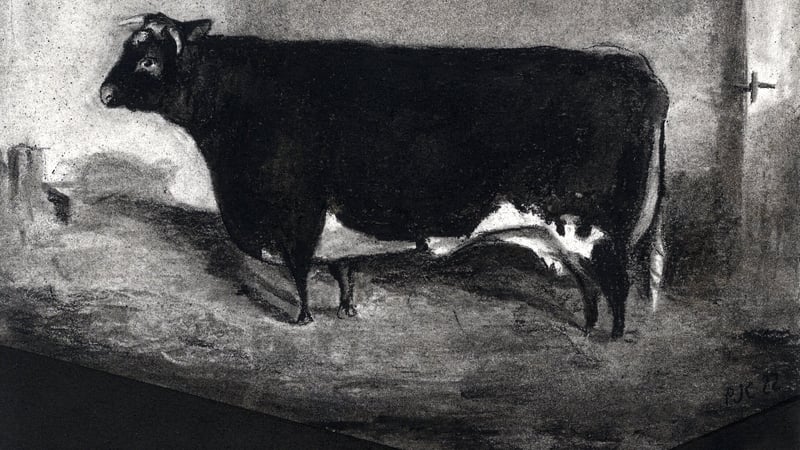Drawings of ‘fat cows’ by Philippa Clarke based on paintings by Thomas Weaver of Shrewsbury    