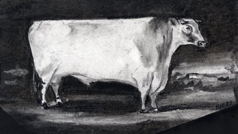 Drawings of ‘fat cows’ by Philippa Clarke based on paintings by Thomas Weaver of Shrewsbury    