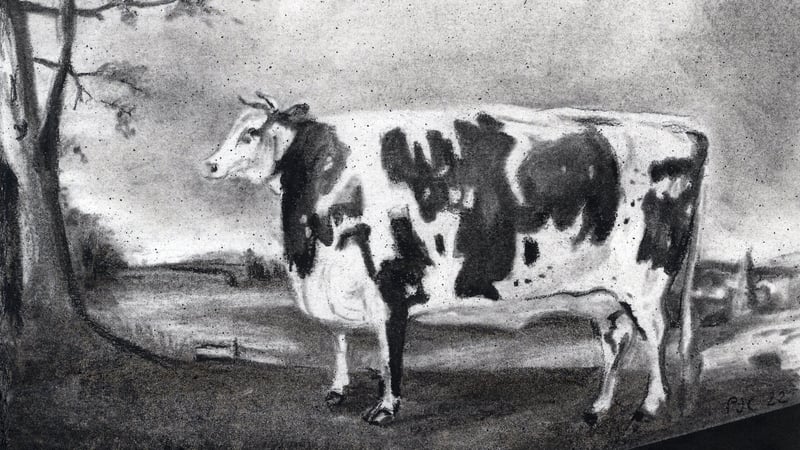 Drawings of ‘fat cows’ by Philippa Clarke based on paintings by Thomas Weaver of Shrewsbury    