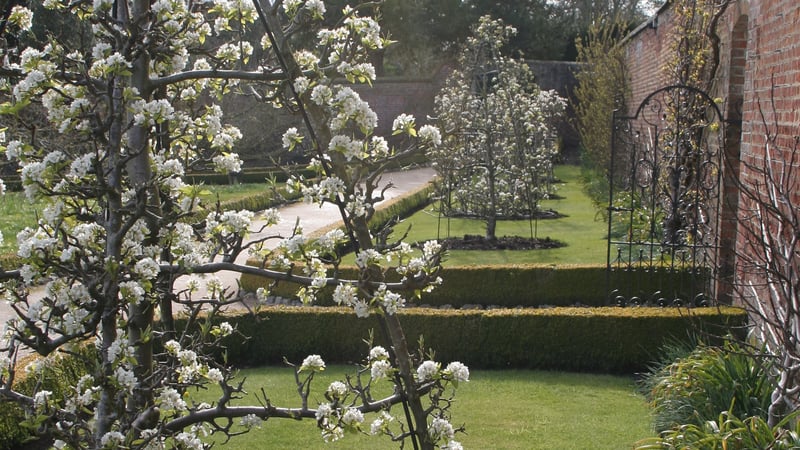 Fruit trees at West Dean Gardens